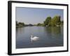 Swan on the River Thames at Walton-On-Thames, Near London, England, United Kingdom, Europe-Hazel Stuart-Framed Photographic Print