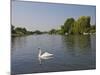 Swan on the River Thames at Walton-On-Thames, Near London, England, United Kingdom, Europe-Hazel Stuart-Mounted Photographic Print