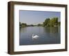 Swan on the River Thames at Walton-On-Thames, Near London, England, United Kingdom, Europe-Hazel Stuart-Framed Photographic Print