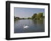 Swan on the River Thames at Walton-On-Thames, Near London, England, United Kingdom, Europe-Hazel Stuart-Framed Photographic Print