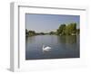 Swan on the River Thames at Walton-On-Thames, Near London, England, United Kingdom, Europe-Hazel Stuart-Framed Photographic Print