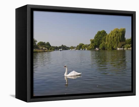 Swan on the River Thames at Walton-On-Thames, Near London, England, United Kingdom, Europe-Hazel Stuart-Framed Stretched Canvas