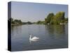 Swan on the River Thames at Walton-On-Thames, Near London, England, United Kingdom, Europe-Hazel Stuart-Stretched Canvas