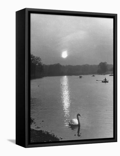 Swan on the Serpentine During the Mmonlight-Cornell Capa-Framed Stretched Canvas