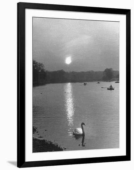 Swan on the Serpentine During the Mmonlight-Cornell Capa-Framed Photographic Print