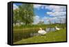 Swan on the Shore of a Lake in Spring-Jan Marijs-Framed Stretched Canvas