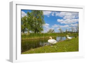 Swan on the Shore of a Lake in Spring-Jan Marijs-Framed Photographic Print