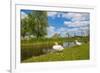 Swan on the Shore of a Lake in Spring-Jan Marijs-Framed Photographic Print