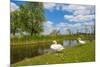 Swan on the Shore of a Lake in Spring-Jan Marijs-Mounted Photographic Print