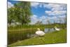 Swan on the Shore of a Lake in Spring-Jan Marijs-Mounted Photographic Print