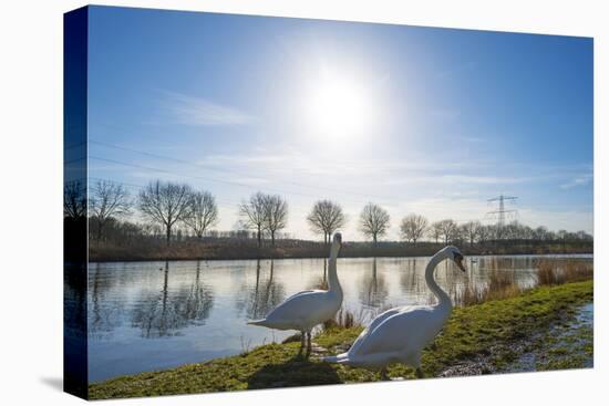 Swan on the Shore of a Sunny Canal in Winter-Jan Marijs-Stretched Canvas