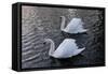 Swan pair-Charles Bowman-Framed Stretched Canvas