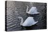 Swan pair-Charles Bowman-Stretched Canvas