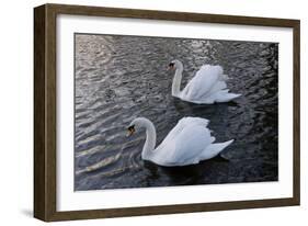 Swan pair-Charles Bowman-Framed Photographic Print