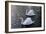 Swan pair-Charles Bowman-Framed Photographic Print