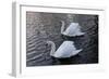 Swan pair-Charles Bowman-Framed Photographic Print