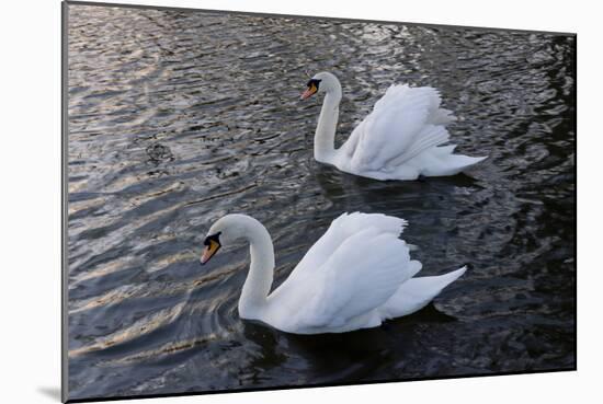 Swan pair-Charles Bowman-Mounted Photographic Print