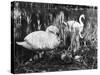 Swan Pen and Her Cygnets-null-Stretched Canvas