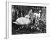 Swan Pen and Her Cygnets-null-Framed Photographic Print
