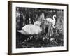 Swan Pen and Her Cygnets-null-Framed Photographic Print