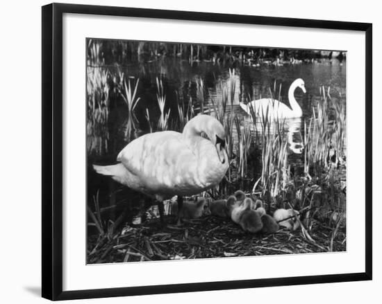 Swan Pen and Her Cygnets-null-Framed Photographic Print