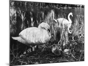 Swan Pen and Her Cygnets-null-Mounted Photographic Print