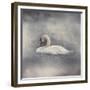 Swan Storm-Jai Johnson-Framed Giclee Print