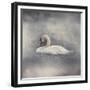 Swan Storm-Jai Johnson-Framed Giclee Print