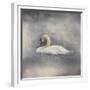 Swan Storm-Jai Johnson-Framed Giclee Print