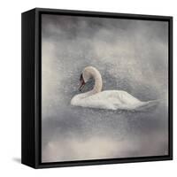Swan Storm-Jai Johnson-Framed Stretched Canvas