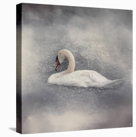 Swan Storm-Jai Johnson-Stretched Canvas