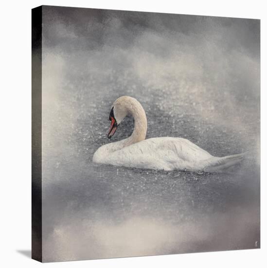 Swan Storm-Jai Johnson-Stretched Canvas