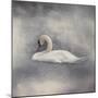 Swan Storm-Jai Johnson-Mounted Giclee Print