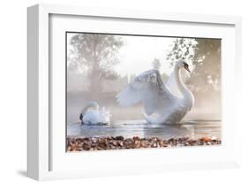 Swan Stretching on Misty Lake-null-Framed Art Print