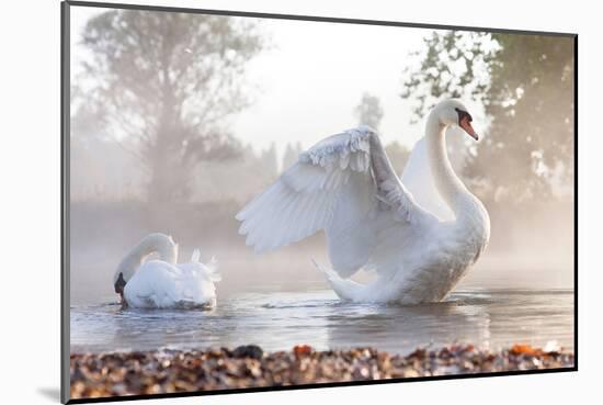 Swan Stretching on Misty Lake-null-Mounted Art Print