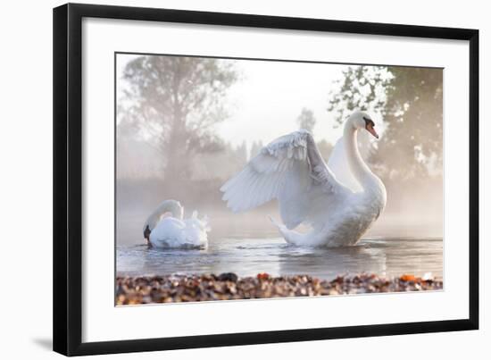 Swan Stretching on Misty Lake-null-Framed Art Print