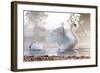 Swan Stretching on Misty Lake-null-Framed Art Print