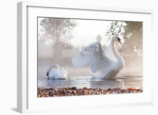 Swan Stretching on Misty Lake-null-Framed Art Print