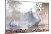 Swan Stretching on Misty Lake-null-Mounted Art Print