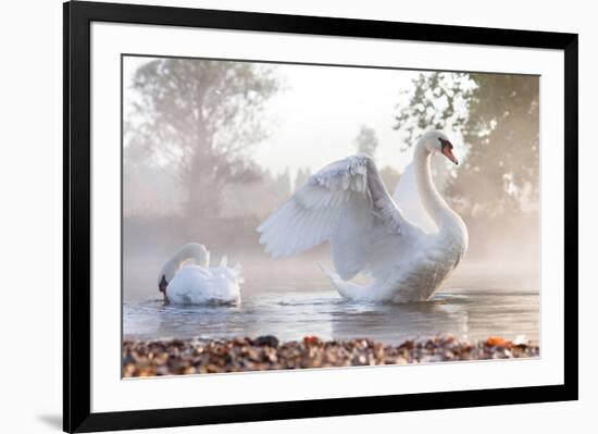 Swan Stretching on Misty Lake-null-Framed Art Print