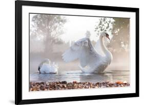 Swan Stretching on Misty Lake-null-Framed Art Print