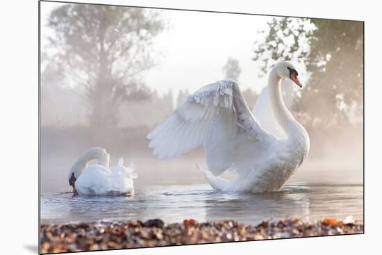 Swan Stretching on Misty Lake-null-Mounted Art Print