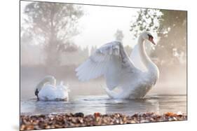 Swan Stretching on Misty Lake-null-Mounted Art Print