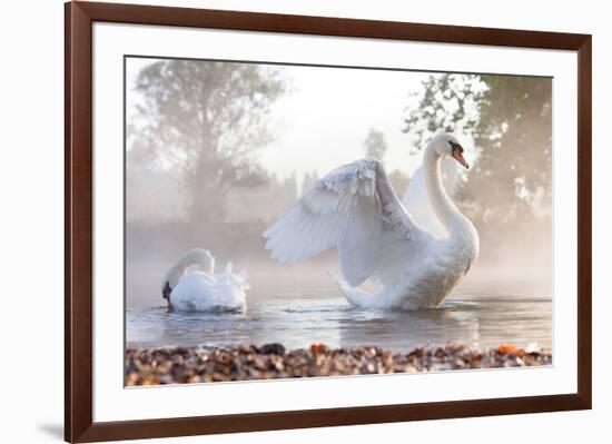 Swan Stretching on Misty Lake-null-Framed Art Print