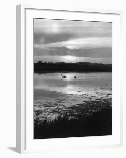 Swan Sunset-null-Framed Photographic Print