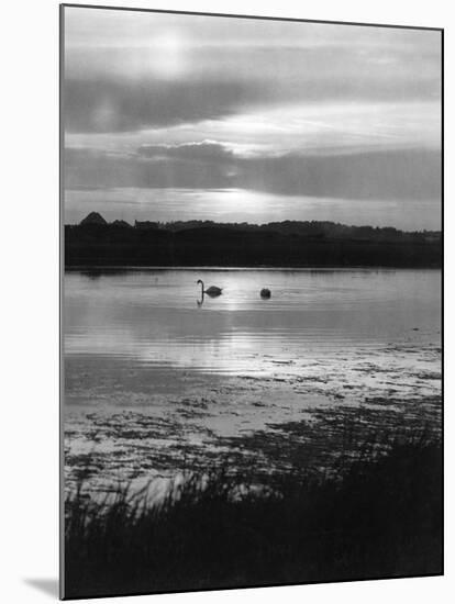 Swan Sunset-null-Mounted Photographic Print