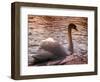 Swan Swimming at Sunset-null-Framed Photographic Print