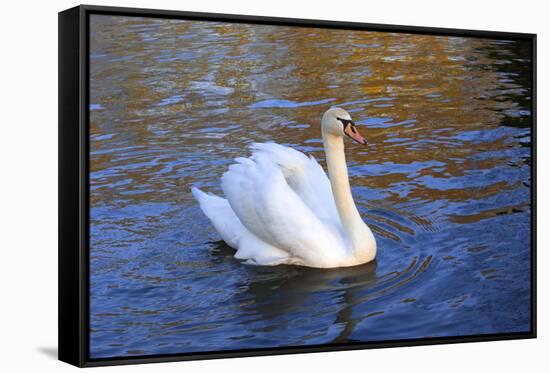 Swan swimming in a garden lake, Netherlands-Anna Miller-Framed Stretched Canvas