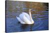 Swan swimming in a garden lake, Netherlands-Anna Miller-Stretched Canvas