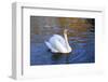 Swan swimming in a garden lake, Netherlands-Anna Miller-Framed Photographic Print